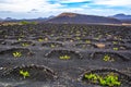 Amazing nature view with vineyards at Lanzarote. It`s unique way of protection of the grapes. Lanzarote, Canary Islands, Spain.