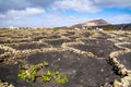 Amazing nature view with vineyards at Lanzarote. It`s unique way of protection of the grapes. Lanzarote, Canary Islands, Spain.