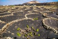 Amazing nature view with vineyards at Lanzarote. Lanzarote, Canary Islands, Spain