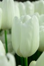 White Tulip macro close up shot Royalty Free Stock Photo