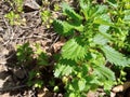 Amazing nettle herb at nature