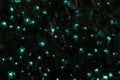 Amazing New Zealand Tourist attraction glowworm luminous worms i Royalty Free Stock Photo