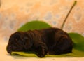 Amazing, newborn and cute Eglish Cocker Spaniel puppy detail. Sleeping black puppy on green sheet