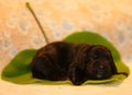 Amazing, newborn and cute Eglish Cocker Spaniel puppy detail. Sleeping black puppy on green sheet