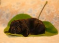 Amazing, newborn and cute Eglish Cocker Spaniel puppy detail. Sleeping black puppy on green sheet.