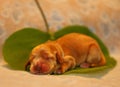 Amazing, newborn and cute Eglish Cocker Spaniel puppy detail. Sleeping golden puppy on green sheet, Yellow background