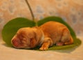 Amazing, newborn and cute Eglish Cocker Spaniel puppy detail. Sleeping golden puppy on green sheet, Yellow background