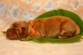 Amazing, newborn and cute Eglish Cocker Spaniel puppy detail. Sleeping golden puppy.