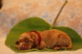 Amazing, newborn and cute Eglish Cocre Spaniel puppy detail