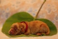 Amazing, newborn and cute Eglish Cocre Spaniel puppy detail