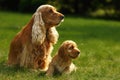 Amazing, newborn and cute red English Cocker Spaniel puppies with her mother Royalty Free Stock Photo