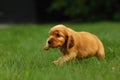 Amazing, newborn and cute red English Cocker Spaniel puppy detail