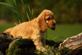 Amazing, newborn and cute red English Cocker Spaniel puppy detail. Small and cute red Cocker Spaniel puppy hiding behind the old