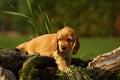 Amazing, newborn and cute red English Cocker Spaniel puppy detail. Small and cute red Cocker Spaniel puppy hiding behind the old