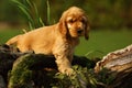 Amazing, newborn and cute red English Cocker Spaniel puppy detail. Small and cute red Cocker Spaniel puppy hiding behind the old