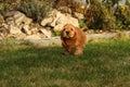 Amazing, newborn and cute red English Cocker Spaniel puppy detail Royalty Free Stock Photo