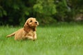 Amazing, newborn and cute red English Cocker Spaniel puppy detail