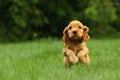 Amazing, newborn and cute red English Cocker Spaniel puppy detail