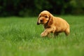 Amazing, newborn and cute red English Cocker Spaniel puppy detail