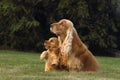 Small and cute red Cocker Spaniel puppy sitting with its mother in the green grass, morning sun Royalty Free Stock Photo