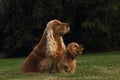 Amazing, newborn and cute red English Cocker Spaniel puppy with its mother detail Royalty Free Stock Photo