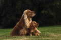 Amazing, newborn and cute red English Cocker Spaniel puppy with its mother detail. Small and cute red Cocker Spaniel puppy sitting Royalty Free Stock Photo