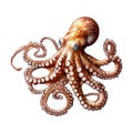 Amazing Octopus HighRes Image Facts On Transparent Background Royalty Free Stock Photo