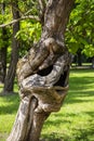 Amazing Odd and Strange Curved Tree on Palic Lake Park