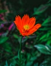 The amazing orange flower