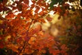 Amazing orange leaves on a tree branch in a magical sunny autumn forest