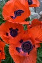 Amazing Orange Oriental Poppies Blooming and Flowering