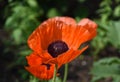 Beautiful Flowering Orange Oriental Poppy Flower Blossom