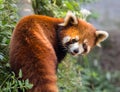 Amazing orange panda