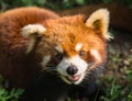 Amazing orange panda