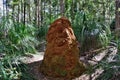 Amazing orange stone in Kondalilla National Park