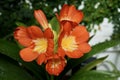 Amazing orange and yellow bush lily (Clivia Miniata) Royalty Free Stock Photo