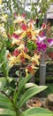 Amazing orchid flowers in the botanic garden