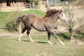 Amazing paint horse moving Royalty Free Stock Photo