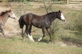 Amazing paint horse moving Royalty Free Stock Photo