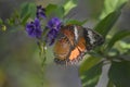 Amazing Painted Lady Butterfly on a Purple Flower Royalty Free Stock Photo