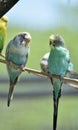 Amazing Pair of Parakeets with Pastel Colored Feathers