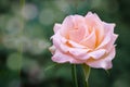 Amazing pale orange hybrid tea rose Versilia. Close-up of a beautiful rose bud against blurred greenery. Nature concept for design Royalty Free Stock Photo