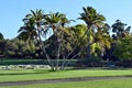 An amazing Palm tree in The Royal Garden in city centre in Sydney Royalty Free Stock Photo