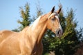 Amazing palomino horse with blond hair