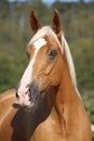 Amazing palomino horse with blond hair Royalty Free Stock Photo