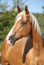 Amazing palomino horse with blond hair Royalty Free Stock Photo