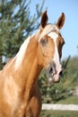 Amazing palomino horse with blond hair Royalty Free Stock Photo