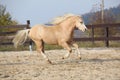 Amazing palomino welsh mountain pony running Royalty Free Stock Photo