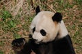 Amazing Panda Bear Holding on to Shoots of Bamboo