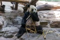 Amazing panda is eating the bamboo